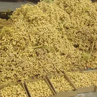 خارک خرمازرد عمده