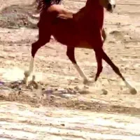 کره نریون عرب ایرانی