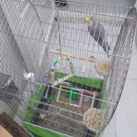 عروس هلندی|پرنده|قم, حنیف نژاد|دیوار