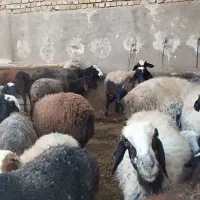 55راس گوسفند،میش بره دار،بره نر و ماده،فروش فوری|حیوانات مزرعه|تاکستان, |دیوار