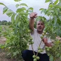 نهالستان مهندس بهنام تولید کننده انواع نهال‌ضمانتی