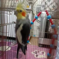 یک جفت عروس هلندی|پرنده|کشکوئیه, |دیوار