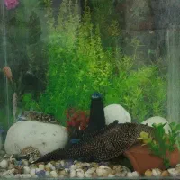 لجنخوار اسپرت 30سانت سوپر باله