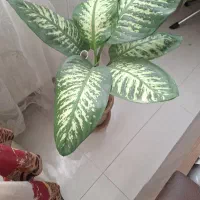 گلهای طبیعی دیفن سوسن و غیره