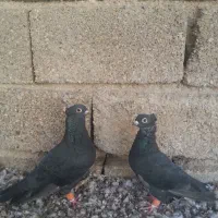 کبوتر|پرنده|آبپخش, |دیوار