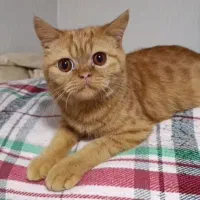 گربه ی نر میکس پرشین/اسکاتیش