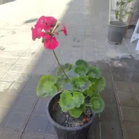 شمعدونی گل دار