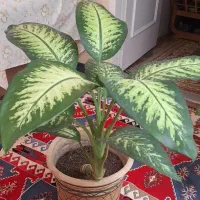 فروش گل طبیعی|گل و گیاه طبیعی|شیراز, تندگویان|دیوار