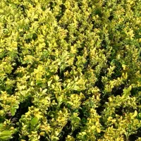 شمشاد طلایی و سبز