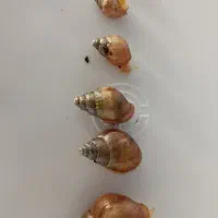 حلزون آچاتینا