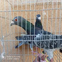 دو عدد سبز|پرنده|کاشمر, |دیوار