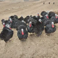 بوقلمون محلی