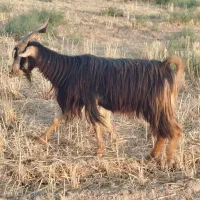 بزسالم ابستن