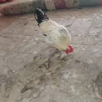 خروس و مرغ محلی