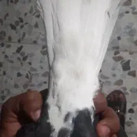 کفتر|پرنده|کارون, |دیوار