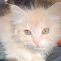 فروش گربه میکس پرشین ماده خیلی پشمالو