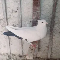 تعدادی کفتر ماده خوشگل|پرنده|کرمان, |دیوار