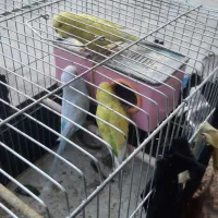 چهارتا مرغ عشق دوتا نر دوتا ماده یکیش رو تخمه|پرنده|یاسوج, |دیوار