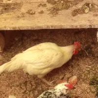 دو عدد خروس محلی جوان