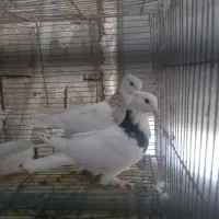 کبوتر بوربوری و جوجه گرفتنی