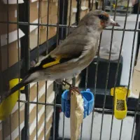 سهره فروش فوری