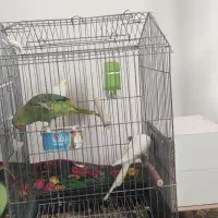 طوطی ملنگووعروس هلندی خوشگل