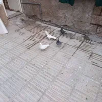 کبوتر|پرنده|فسا, |دیوار