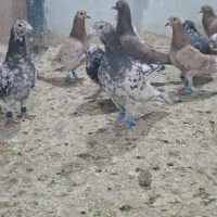 ۲۰ عدد کوهی