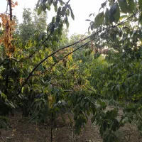 باغ 1000 متری پل زمانخان درختان گیلاس|فروش دفتر صنعتی، کشاورزی، تجاری|تیران, |دیوار