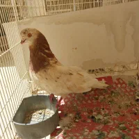 فروش نرسرورزرد باجوجه اش