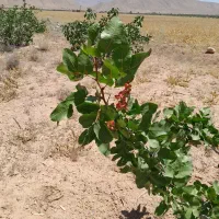 زمین باغ شهری ۱۰۰۰ متری باغ پسته ای واقع در داریون|فروش زمین و ملک کلنگی|شیراز, داریون|دیوار