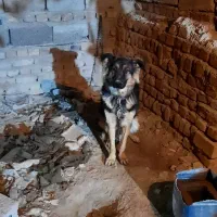 سگ ژرمن شپرد|سگ|خاش, |دیوار