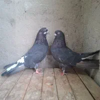 کبوتر پرشی|پرنده|قم, شهرک مهدیه (مدرس)|دیوار