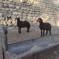 بره