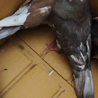 چهارتا کفتر ۳۰۰تومن