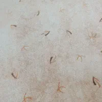 پالاز موکت