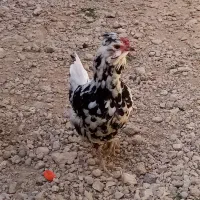 مرغ وخروس گلین جوان