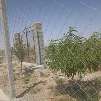 ۲قطعه باغچه۵۰۰متری خوش قواره (نظرآبادکرج نجم آباد)|فروش زمین و ملک کلنگی|شهریار, شهرک شاهد|دیوار