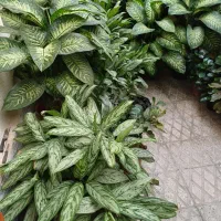 گل های آپارتمانی بسیار زیبا