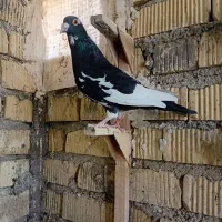 پلاکی طوقی زرد|پرنده|شیراز, سلطان آباد|دیوار