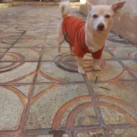 واگذاری|سگ|رباط‌کریم, رباط‌کریم|دیوار