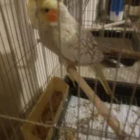 عروس هلندی مولد و مرغ عشق|پرنده|تهران, افسریه جنوبی|دیوار