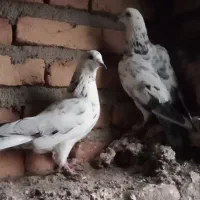 کبوتر تهرانی|پرنده|اهر, |دیوار