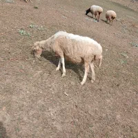 گوسفند با بره|حیوانات مزرعه|پرهسر, |دیوار