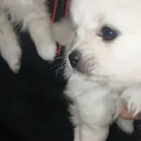 توله پامرین سایز صفر یک جفت خرسی اصیل