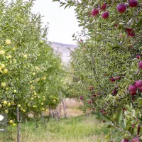 باغ آماده با امکانات