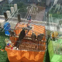 عروس هلندی نر و ماده سخنگو (بسیارسلامت و دانه خور)