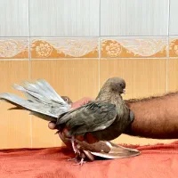 ۱۲عدد|پرنده|مهاباد (آذربایجان غربی), |دیوار