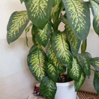 گل زیبا و بزرگ|گل و گیاه طبیعی|بانه, |دیوار