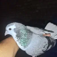 سیاه پشت